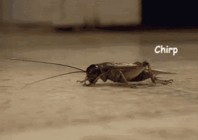 1747150968962.gif