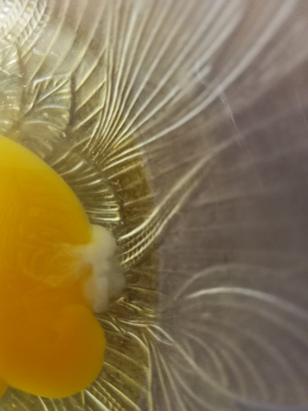 Egg 2.jpg