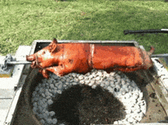 giphy-downsized.gif