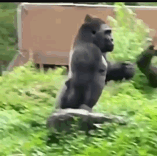 gorilla-walking-gorilla.gif