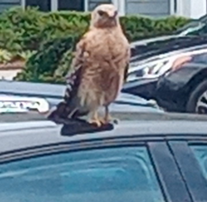 Hawk.jpg
