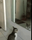 IMG_2392.gif
