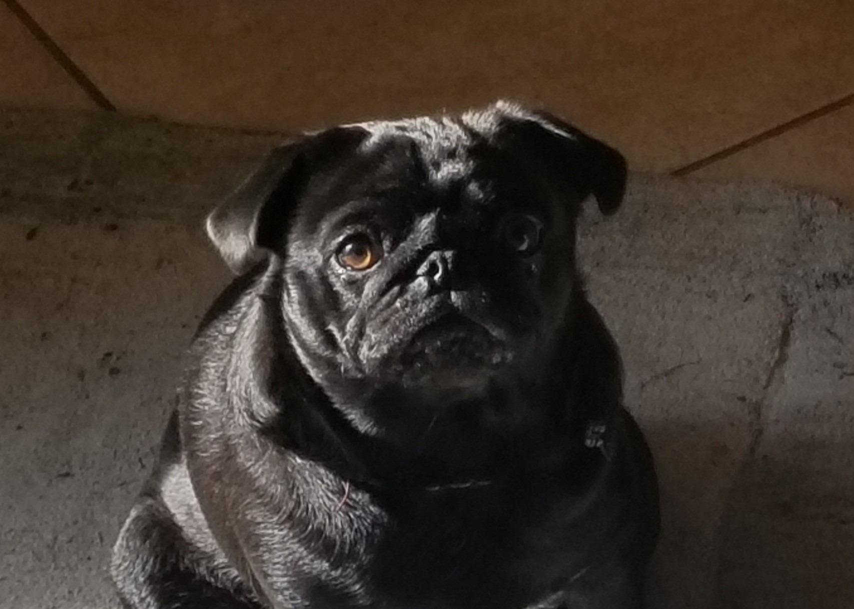Maggie .jpg