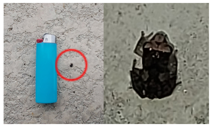 micro frog.jpg