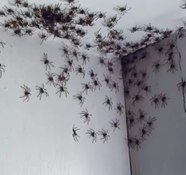 Spider.jpg