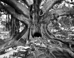 984x767xthomasbarbey.jpg