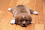 puppy.jpg