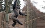 gorilla-tightrope_2439762b.jpg gorilla-tightrope_2439762b.jpg