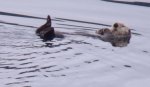 Otter.jpg