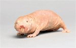 naked-mole-rat0_2328106b.jpg