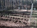 garden2.jpg
