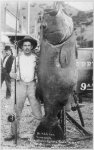 big_fish.jpg big_fish.jpg