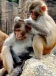 monkeys1.jpg monkeys1.jpg