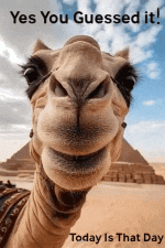 IMG_0930.gif