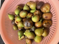 IMG_2654.jpeg