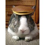 rabbit-pancakes_1571206i.jpg