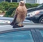 Hawk.jpg