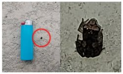 micro frog.jpg