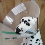 dog cone.jpg dog cone.jpg