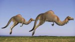 Camelroos.jpg