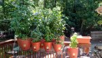 Garden - 2016.jpg Garden - 2016.jpg