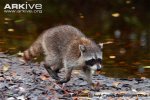 raccoon.jpg
