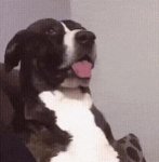 FunnyDoggie.jpg