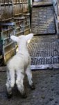 an-tpr-like-lambs-slaughter-01.jpg