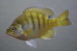 2560px-Bluegill_(fish).jpg 2560px-Bluegill_(fish).jpg