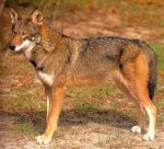 redwolf.jpg