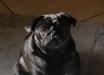 Maggie .jpg