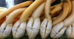 geoduck.png