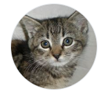 fearthekitty.png