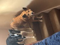 IMG_5646.jpeg