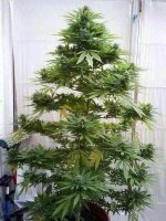 IMG_1561.jpeg