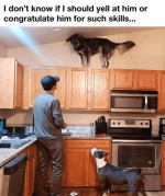 dont-know-if-should-yell-at-him-or-congratulate-him-such-skills.png