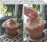 and-adequate-sunlight-contrary-most-plants-watering-will-have-an-adverse-effect-sbskeptical-ki...png