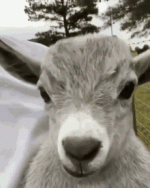 IMG_4953.gif