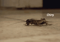 1747150968962.gif