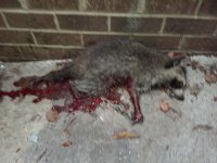 Raccoon.JPG