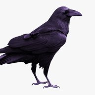 The Rook